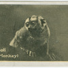 The Douroucoli (Night Monkey).