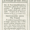 The Douroucoli (Night Monkey).