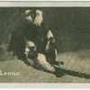 Ruffed Lemur.