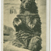 Canadian Bear.