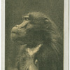 Baboon.
