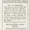 Baboon.