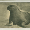 Walrus.