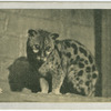 Genet.