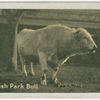 Park Bull.