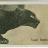 Black Panther.