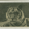 Tiger.