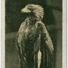 Wedge-Tailed Eagle.