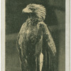 Wedge-Tailed Eagle.