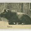 Takin.