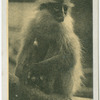 Langur Monkey.