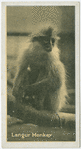 Langur Monkey.