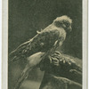 The Kestrel.