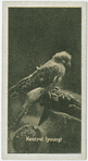 The Kestrel.