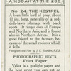 The Kestrel.