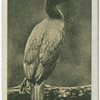 Cormorant.