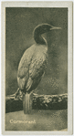 Cormorant.