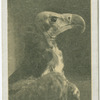 Pondicherry Vulture.