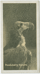 Pondicherry Vulture.