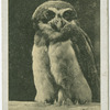 Spectacled Owl.