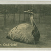 Rhea.