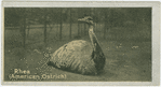 Rhea.