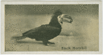 Black Hornbill