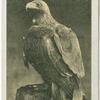 Golden Eagle.