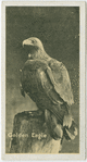 Golden Eagle.