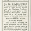 Golden Eagle.