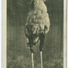 Secretary Bird.