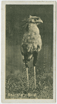 Secretary Bird.