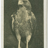 American Buzzard