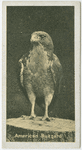 American Buzzard