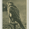 Saker
