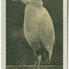 Cattle Egret