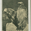 Hooded Vultures.