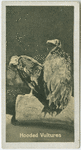 Hooded Vultures.