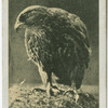 Iceland Falcon.