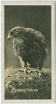 Iceland Falcon.