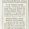 Iceland Falcon.
