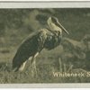 Whiteneck Stork.
