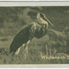 Whiteneck Stork.