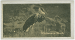 Whiteneck Stork.