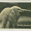 Great American Egret.