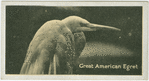 Great American Egret.