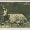 Kashimir Shawl Goat.
