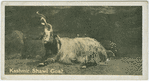 Kashimir Shawl Goat.