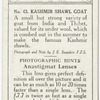 Kashimir Shawl Goat.