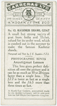 Kashimir Shawl Goat.